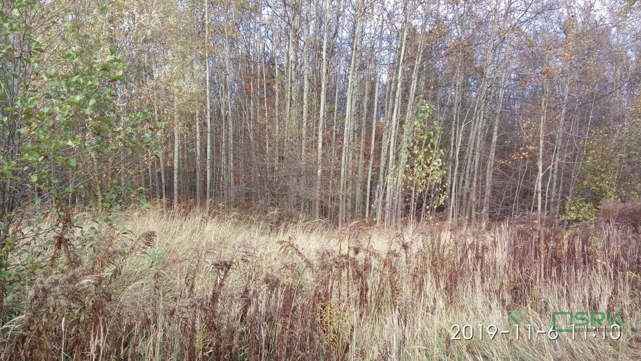 4/10/11/2019 - zdjęcie nr 1