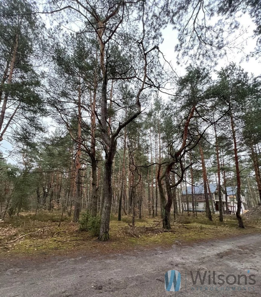 WIL812601 - zdjęcie nr 4