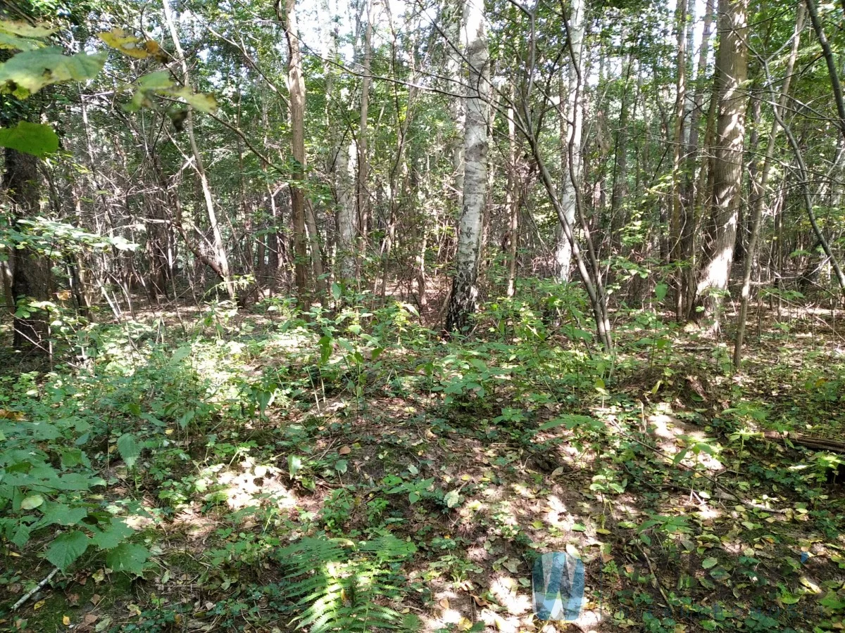 WIL904557 - zdjęcie nr 4