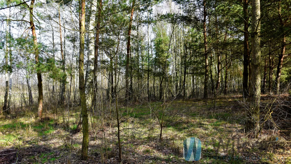 WIL537635 - zdjęcie nr 2