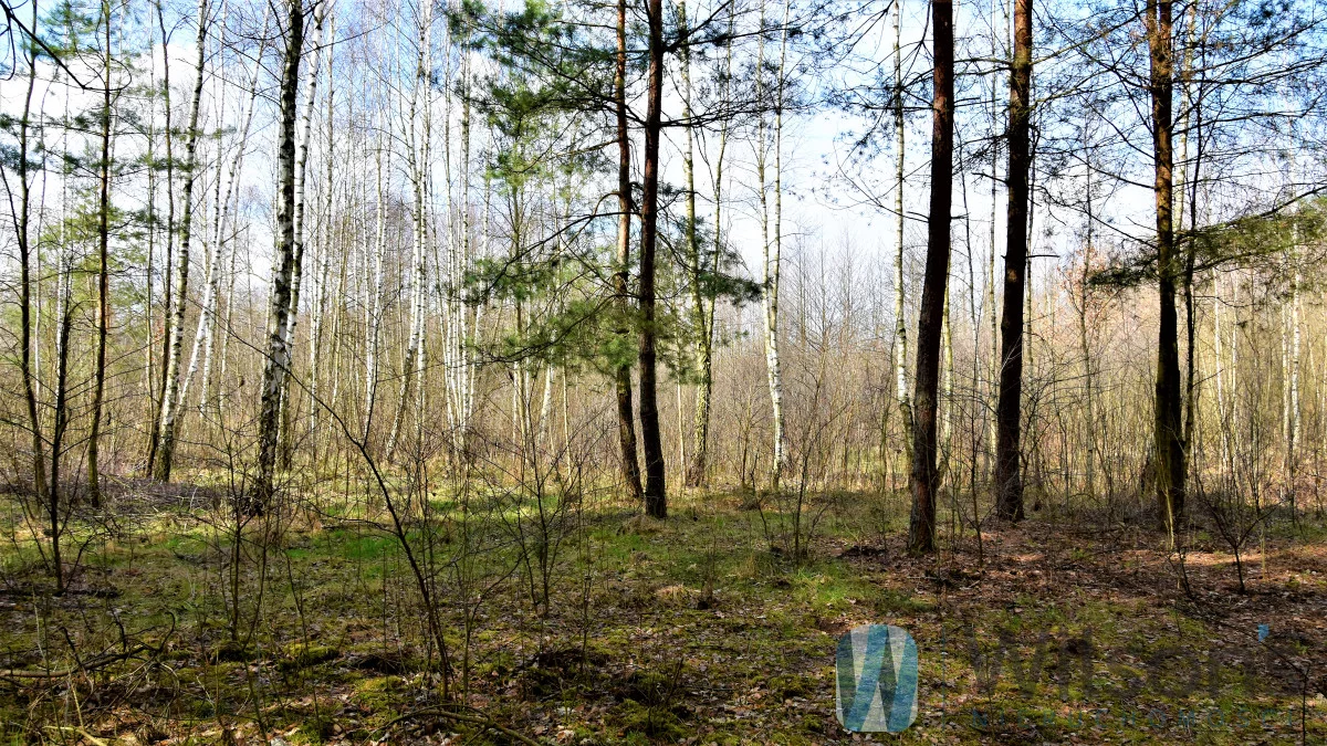 WIL537635 - zdjęcie nr 3
