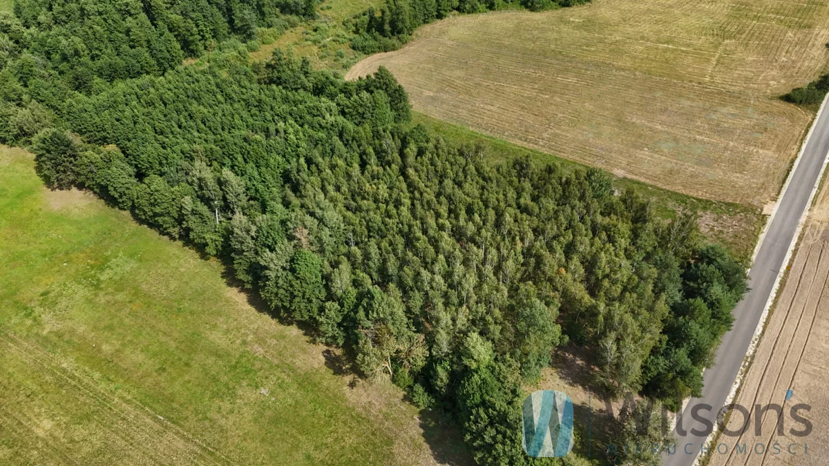 WIL959939 - zdjęcie nr 2