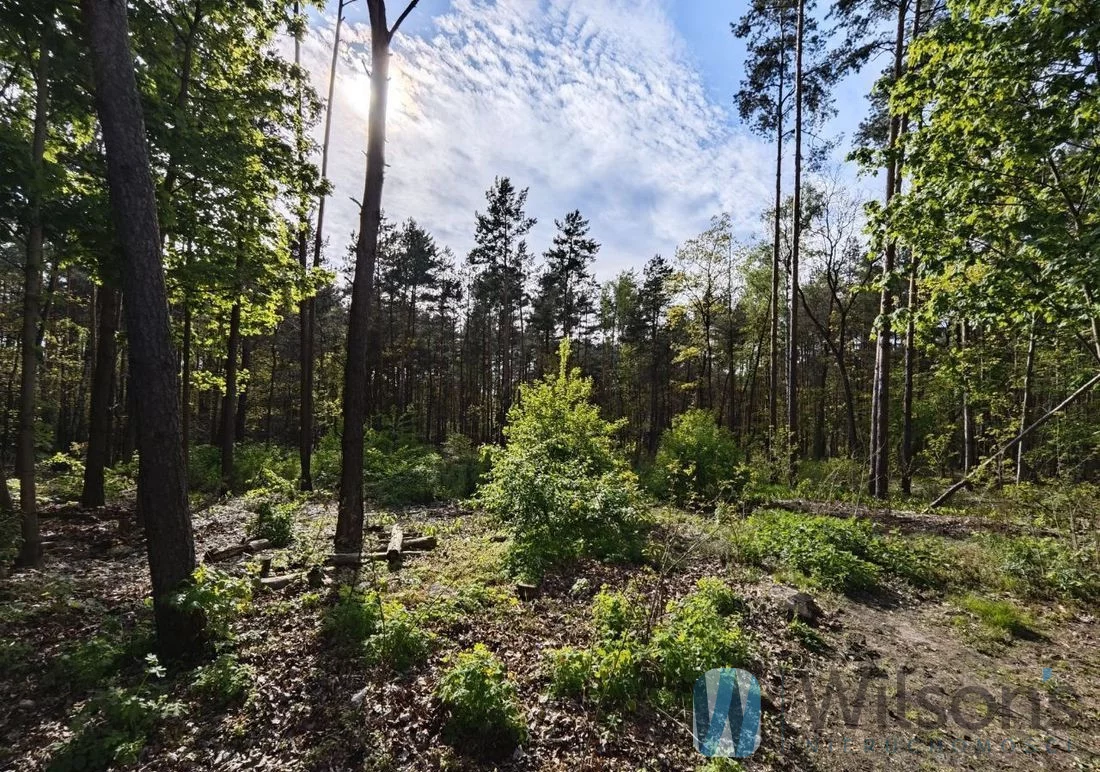 WIL129575 - zdjęcie nr 3