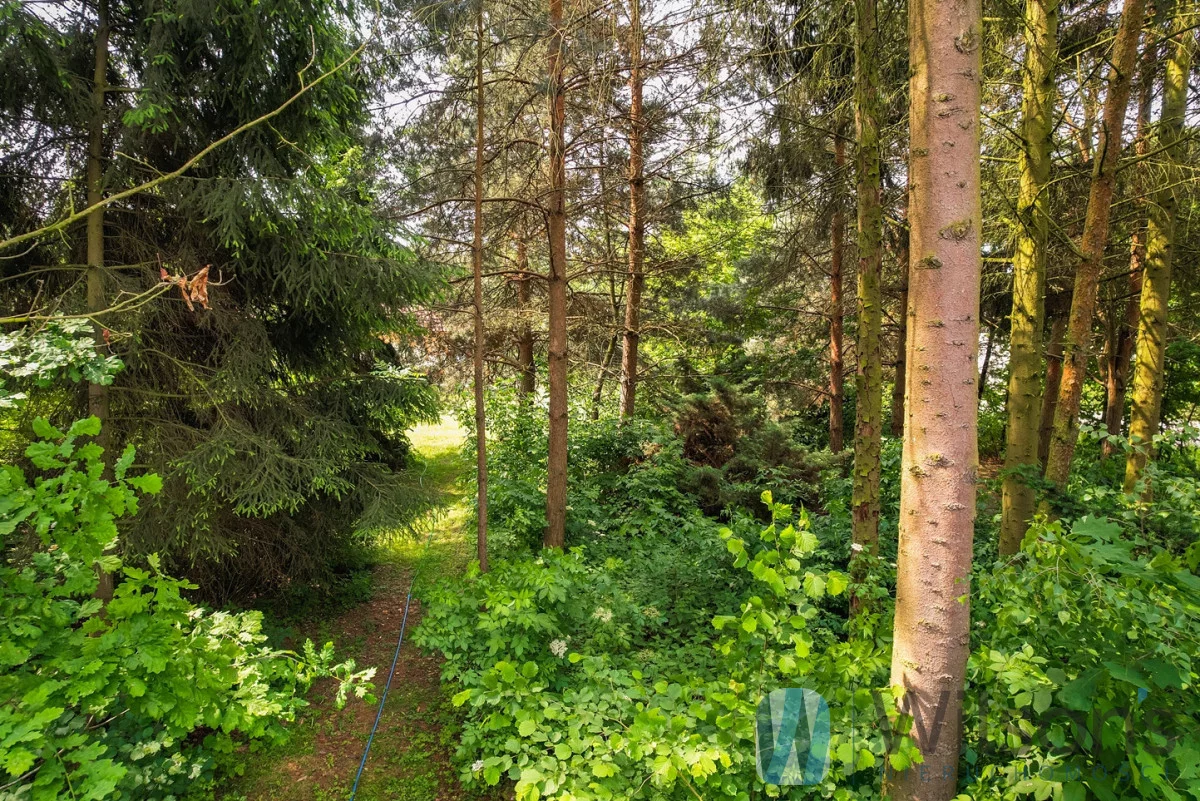 WIL553779 - zdjęcie nr 3