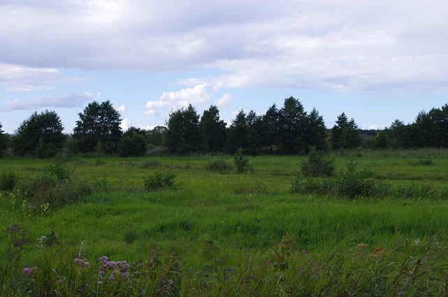 LS2545 - zdjęcie nr 1