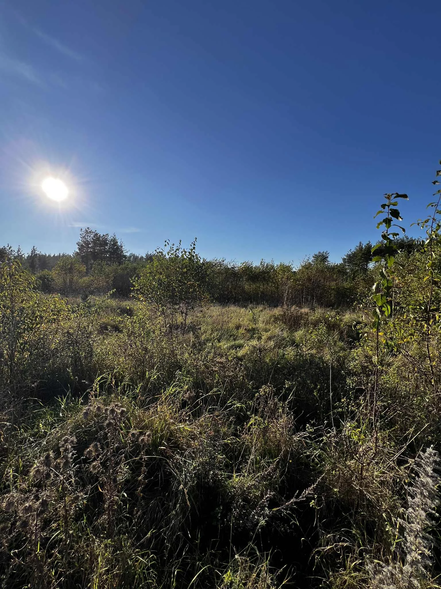 Działka 16 696,00 m², oferta nr , 2564, Dąbrówka, Leśna