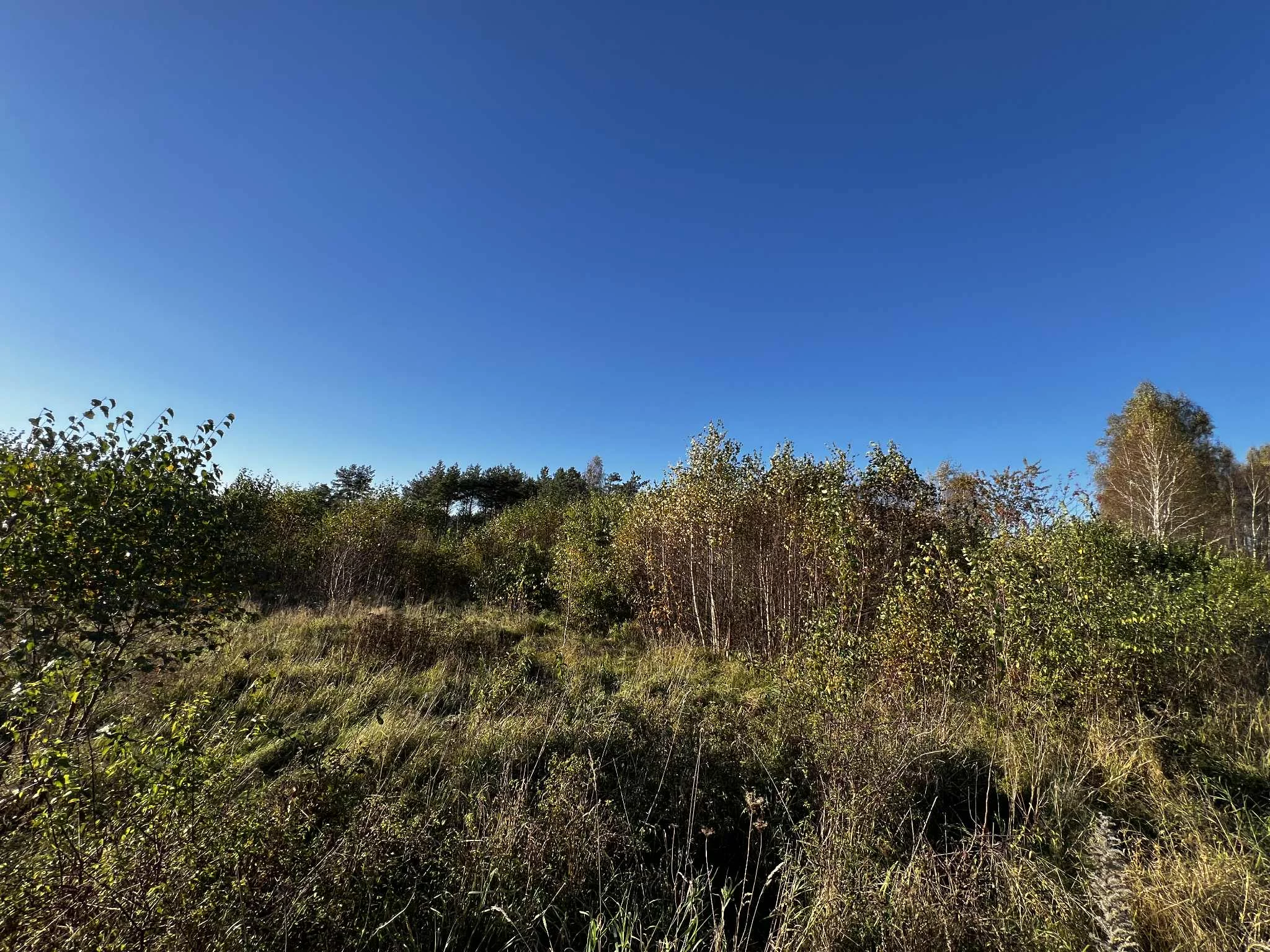 Działka 16 696,00 m², oferta nr , 2564, Dąbrówka, Leśna