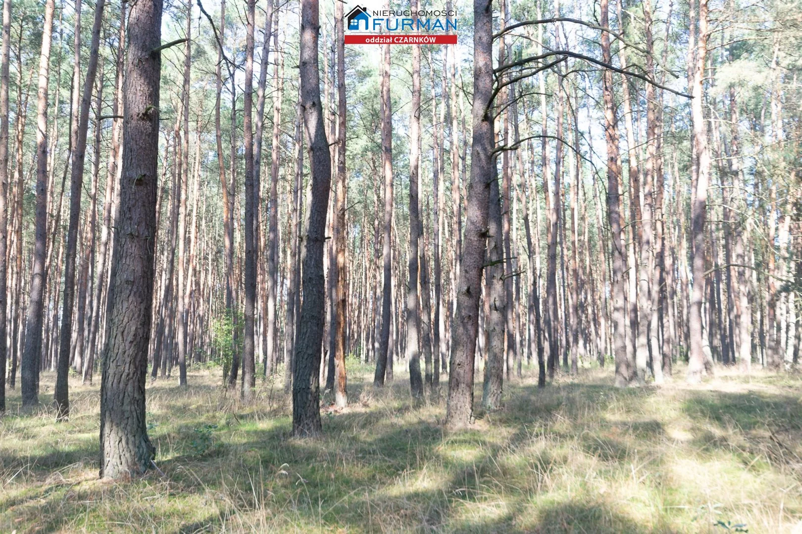 Działka 19 200,00 m², oferta nr , FCZ-GS-194049-3, Wieleń