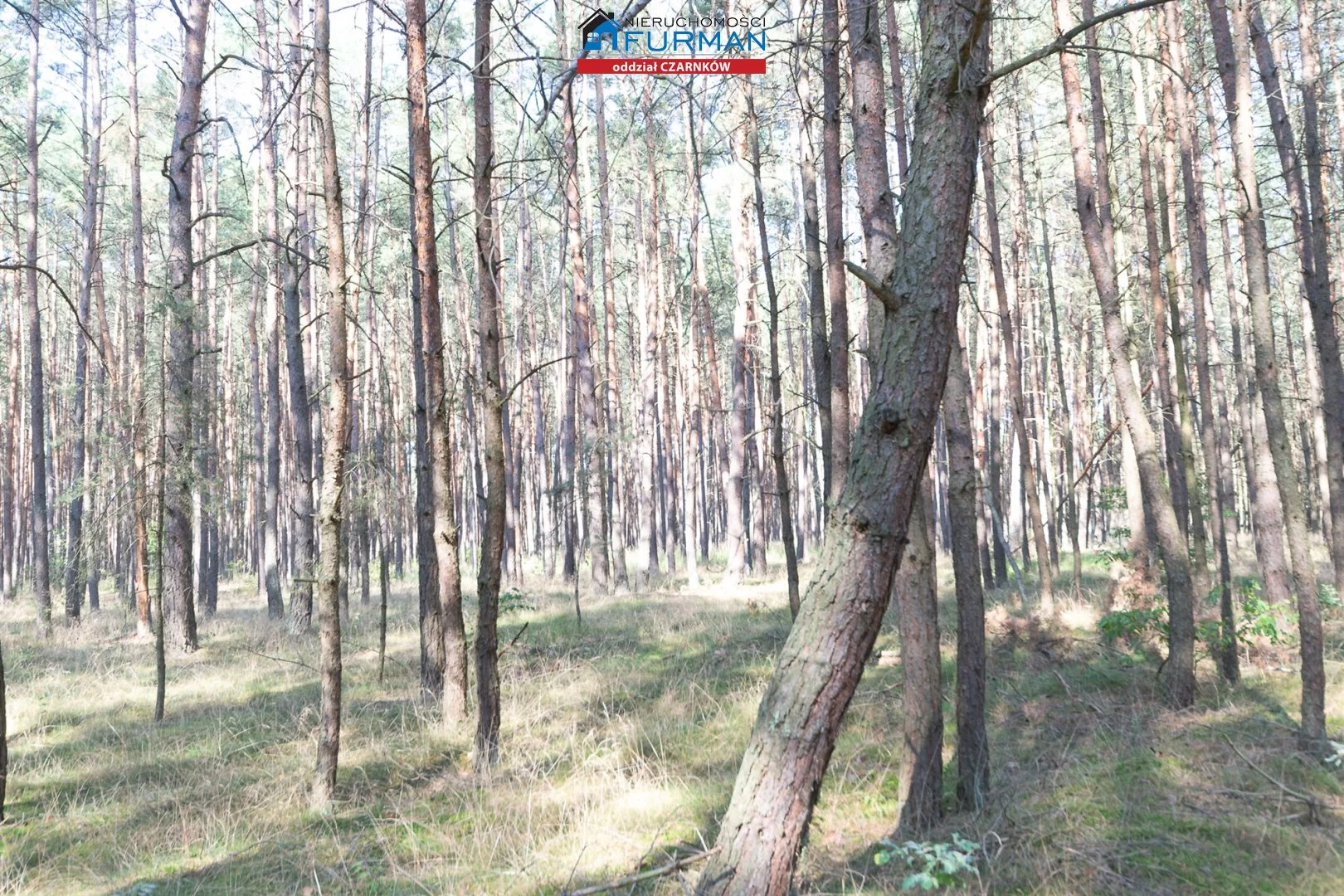 Działka 19 200,00 m², oferta nr , FCZ-GS-194049-3, Wieleń