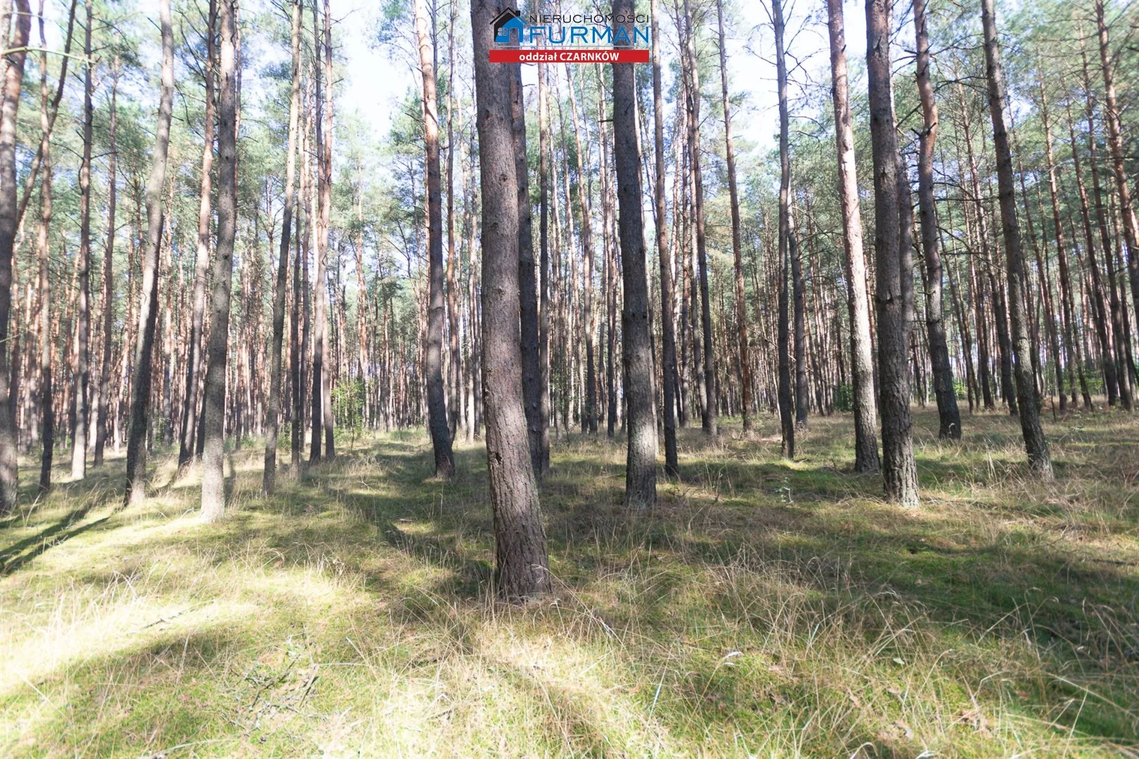 Działka 19 200,00 m², oferta nr , FCZ-GS-194049-3, Wieleń