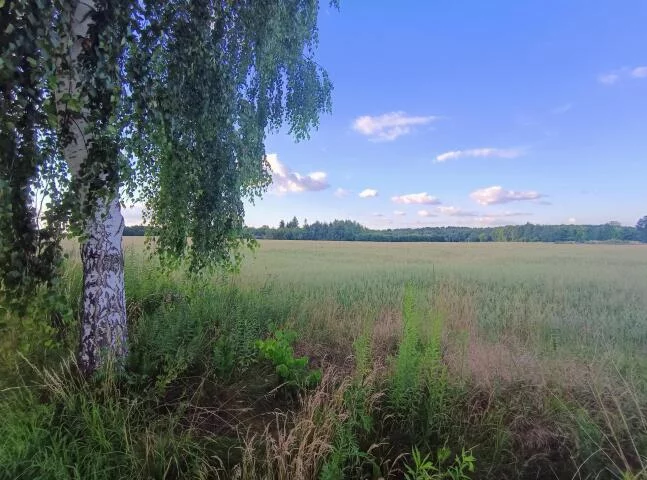 1294 - zdjęcie nr 2