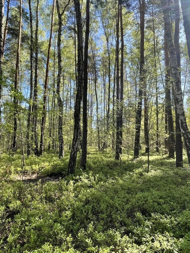 Działka 1 116,00 m², Ciemne, Sprzedaż
