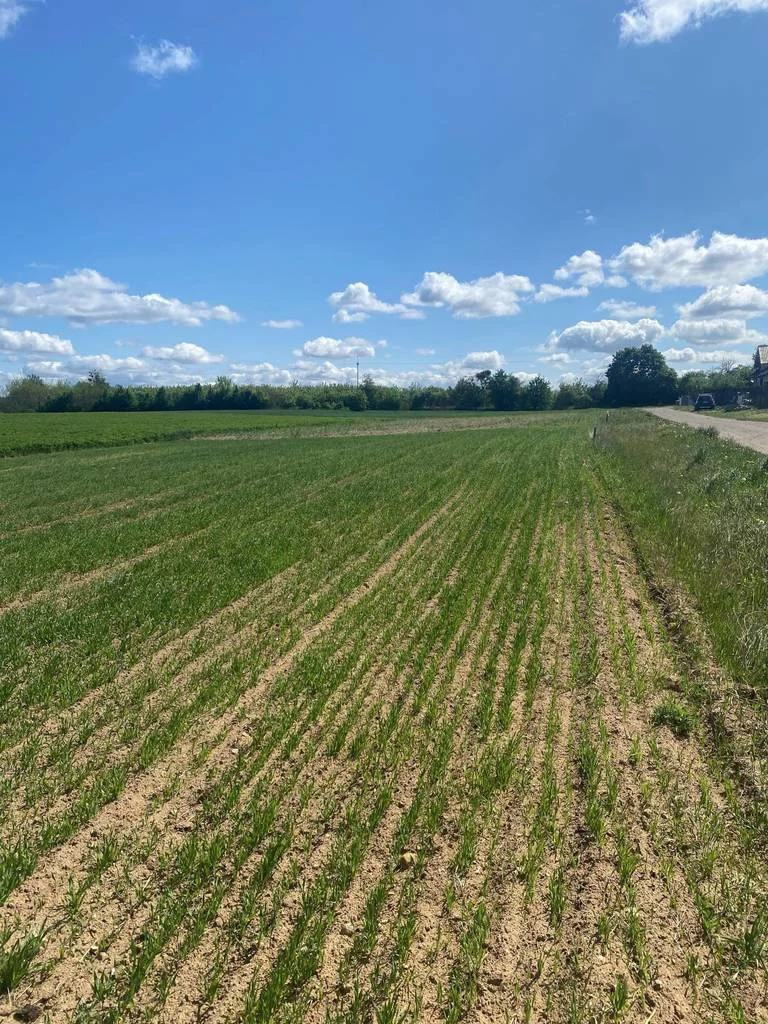 Działka 800,00 m², Szamocin, Idziego Sutarskiego, Sprzedaż