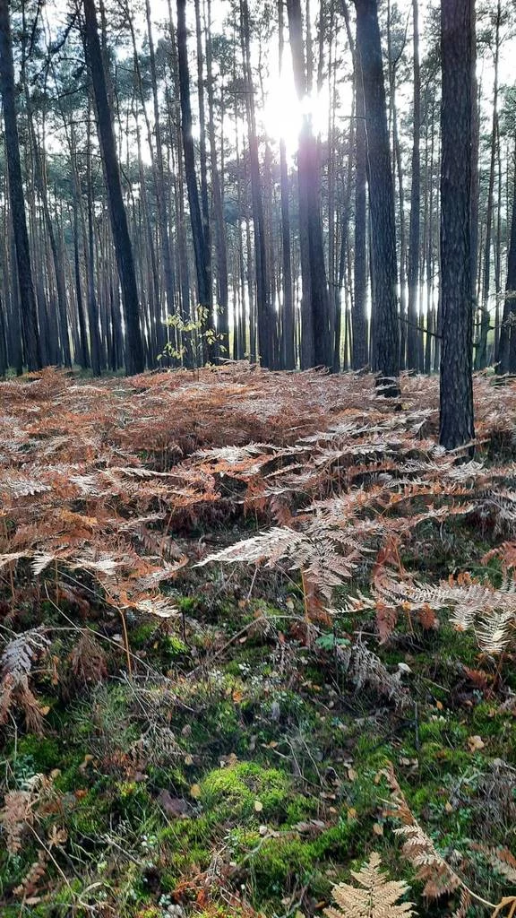 Działka 10 000,00 m², Lututów, Sprzedaż