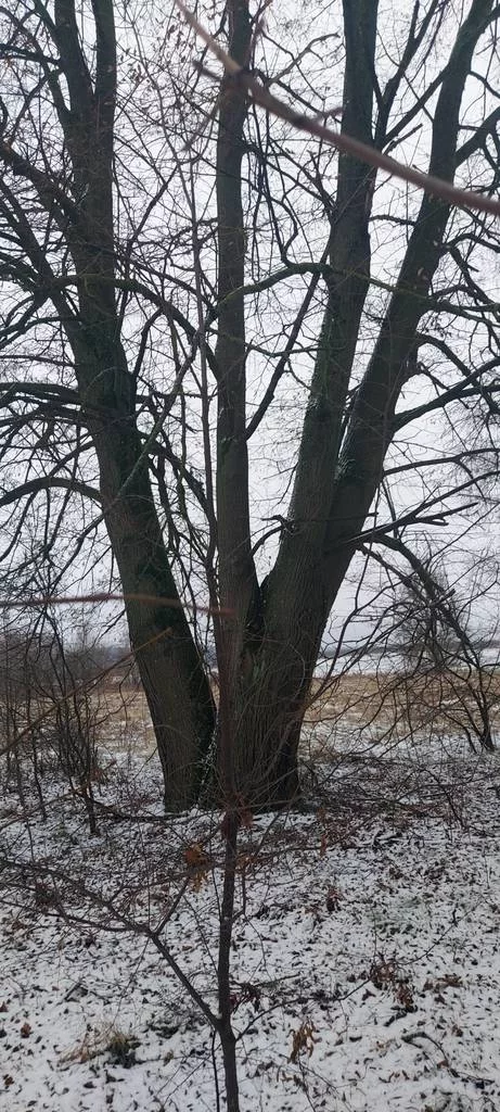 Działka 3 000,00 m², oferta nr , 43011/3186/OGS, Ostrów Północny