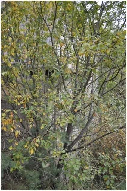 Działka 169 761,00 m², oferta nr , 42894/3186/OGS, Zgierz, Pieńki