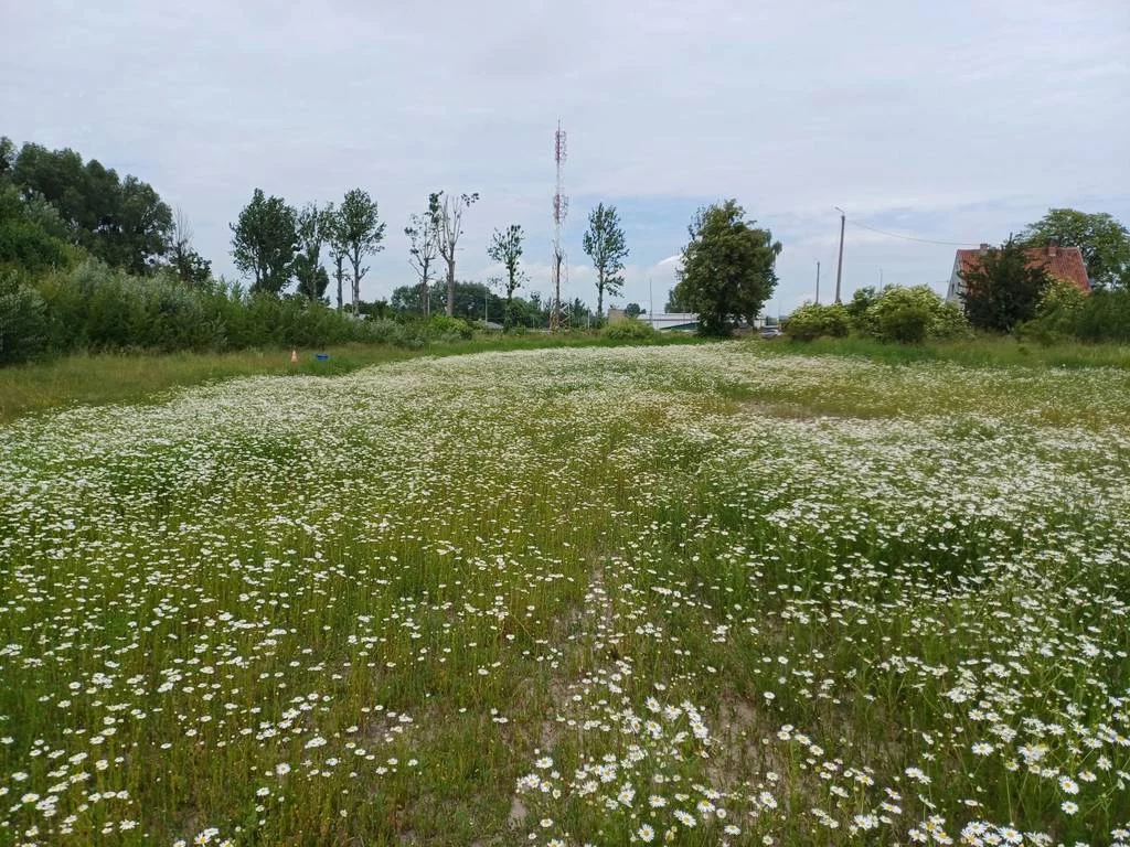 Działka 3 000,00 m², oferta nr , 42985/3186/OGS, Malbork, Toruńska