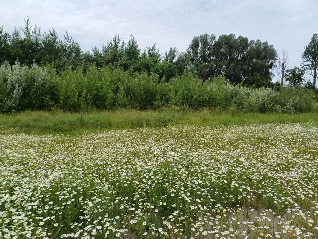 Działka 3 000,00 m², oferta nr , 42985/3186/OGS, Malbork, Toruńska