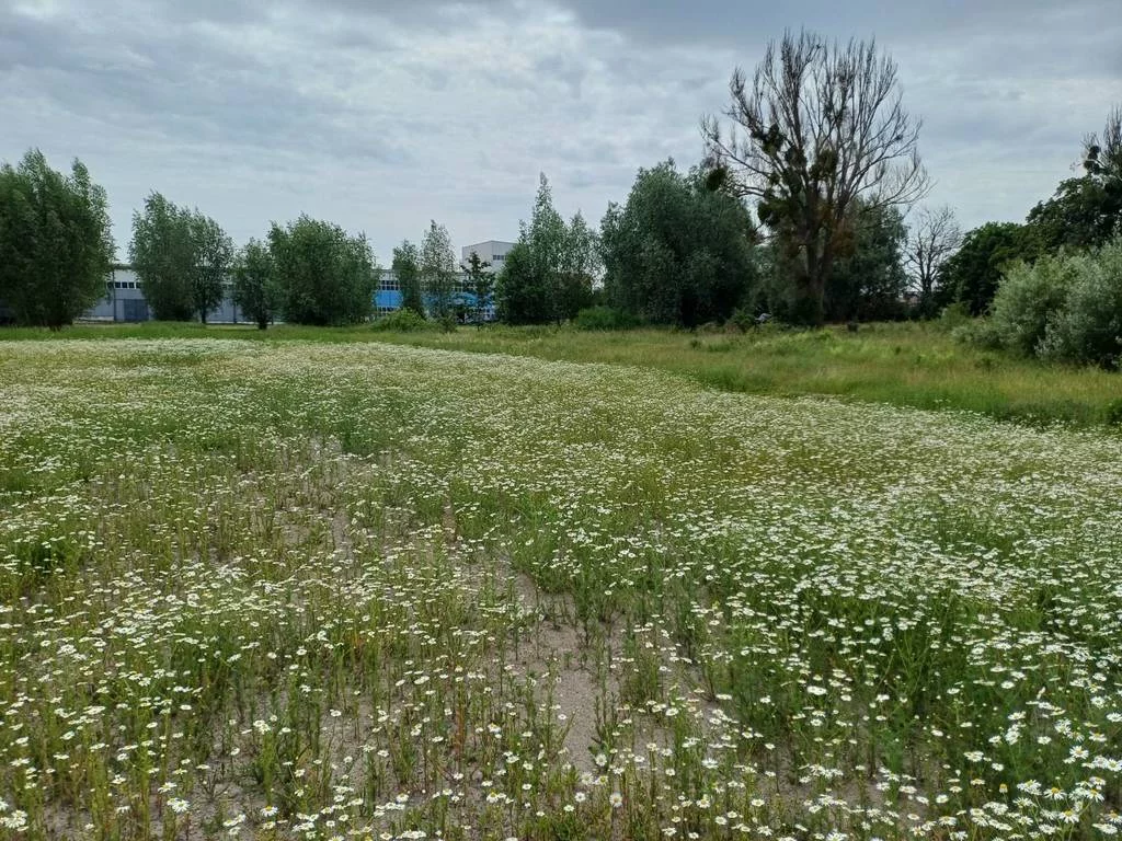 Działka 3 000,00 m², oferta nr , 42985/3186/OGS, Malbork, Toruńska