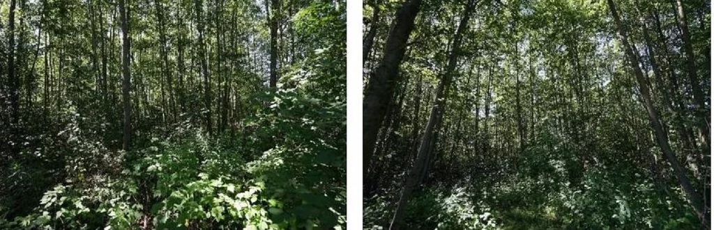 Działka 1 805,00 m², oferta nr , 43018/3186/OGS, Stare Budy, Wąska
