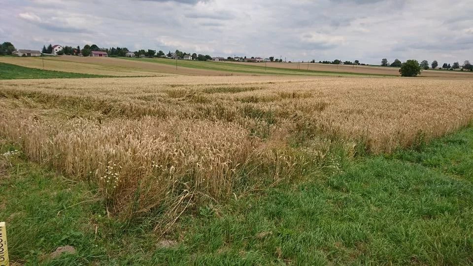 Działka 18 186,00 m², oferta nr , 43139/3186/OGS, Werbkowice, Zamojska