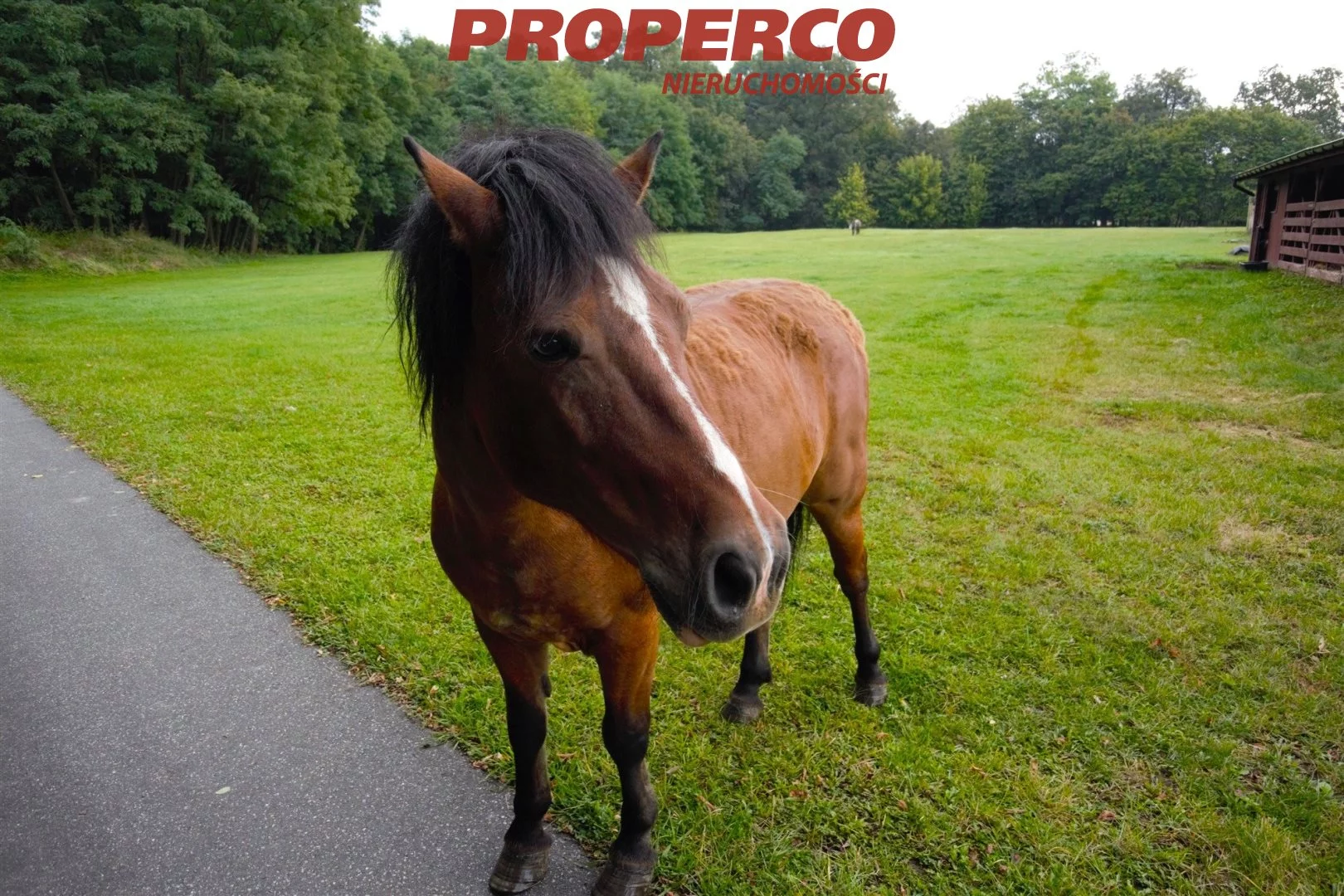 Dom 850,00 m², oferta nr , PRP-DS-74010, Długołęka