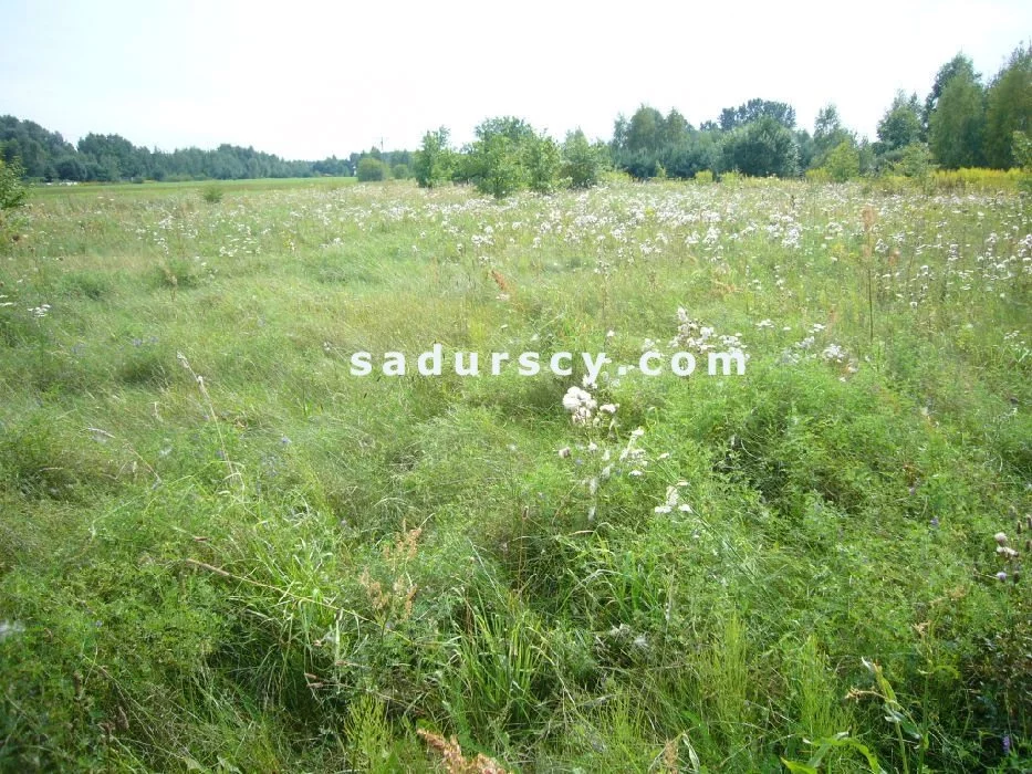 Działka 1 000,00 m², oferta nr , BS8-GS-301135-123, Lesznowola