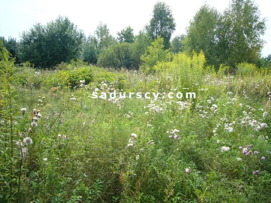 Działka 1 000,00 m², oferta nr , BS8-GS-301135-123, Lesznowola