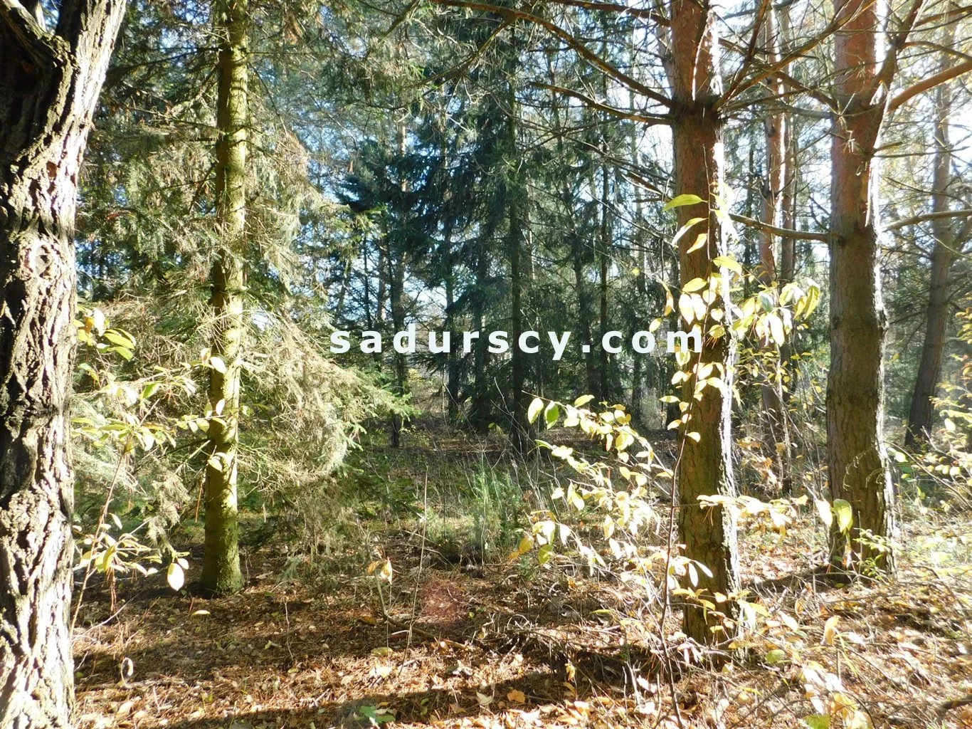 Działka 4 100,00 m², Prażmów, Sprzedaż
