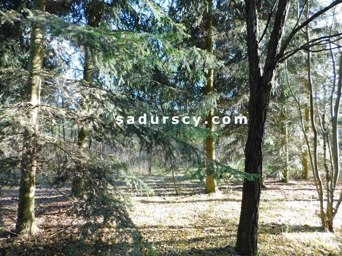 Działka 4 100,00 m², oferta nr , BS8-GS-263796-108, Prażmów
