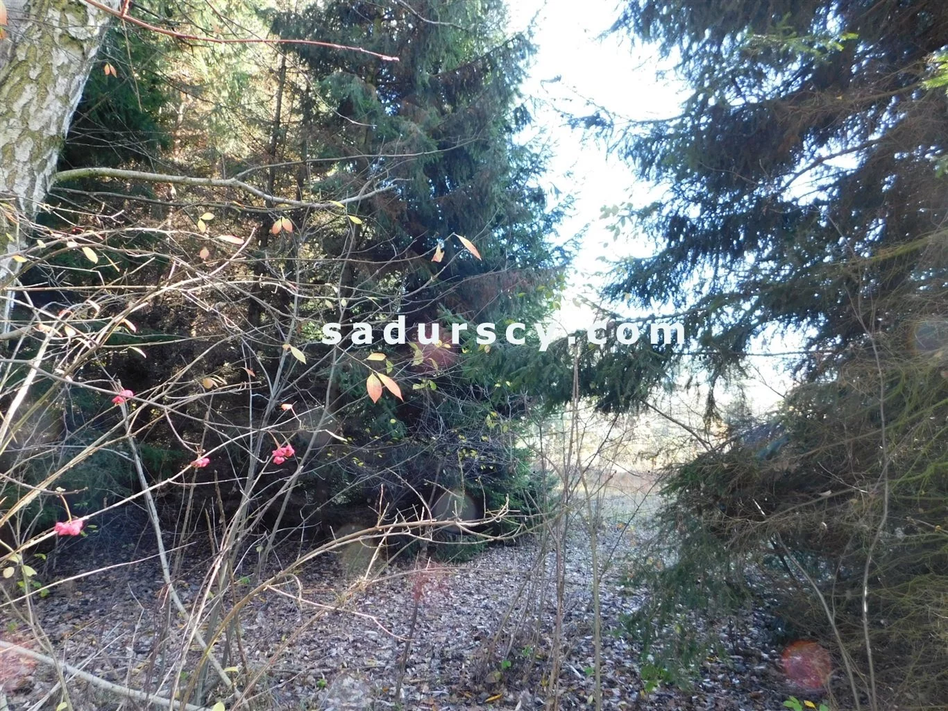 Działka 4 100,00 m², oferta nr , BS8-GS-263796-108, Prażmów