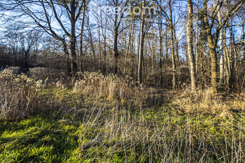 10874/3685/OGS - zdjęcie nr 0