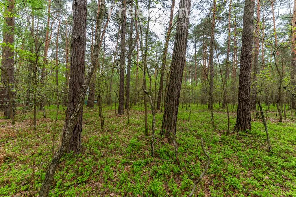 10560/3685/OGS - zdjęcie nr 2