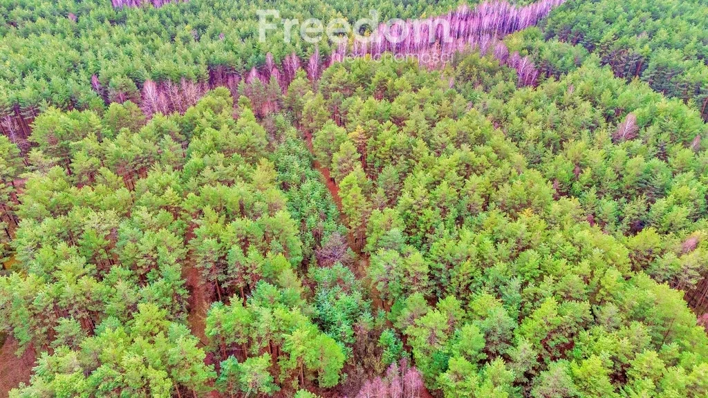 Działka 4 239,00 m², oferta nr , 10592/3685/OGS, Kalinowo