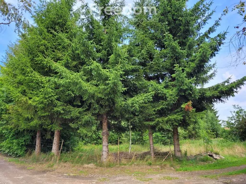 Działka 1 607,00 m², oferta nr , 11483/3685/OGS, Kodrąbek
