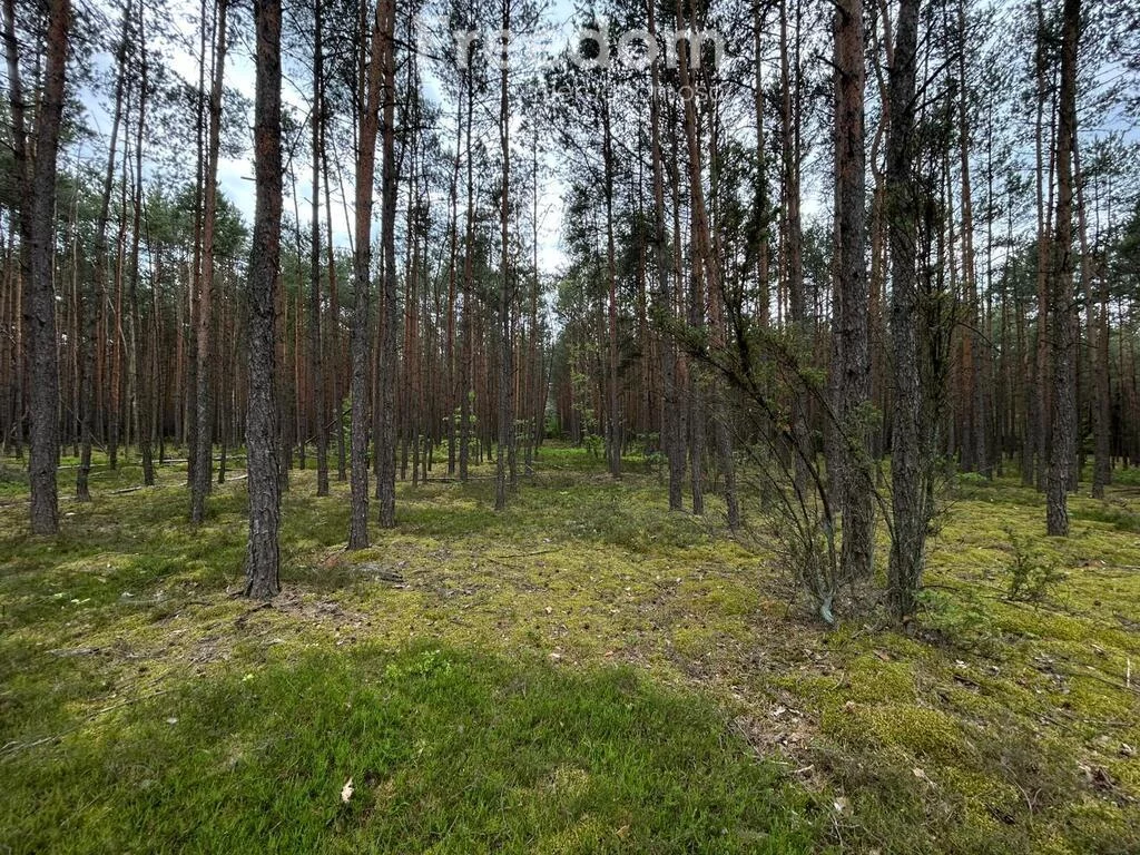 10732/3685/OGS - zdjęcie nr 0
