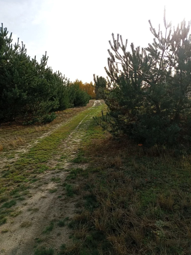 Działka 802,00 m², oferta nr , 10064/3685/OGS, Trzęśniew
