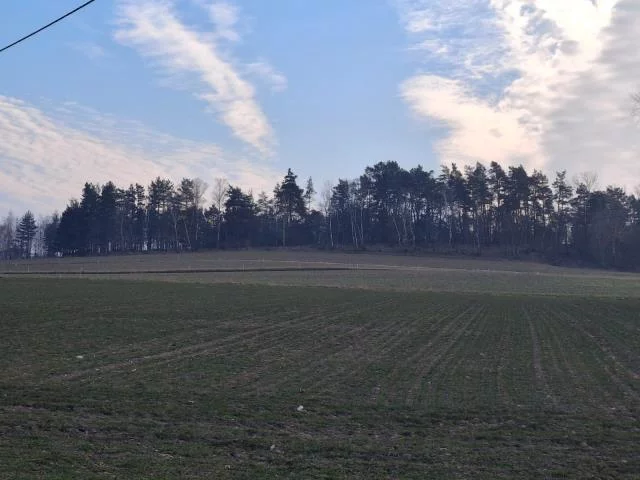 102242 - zdjęcie nr 1