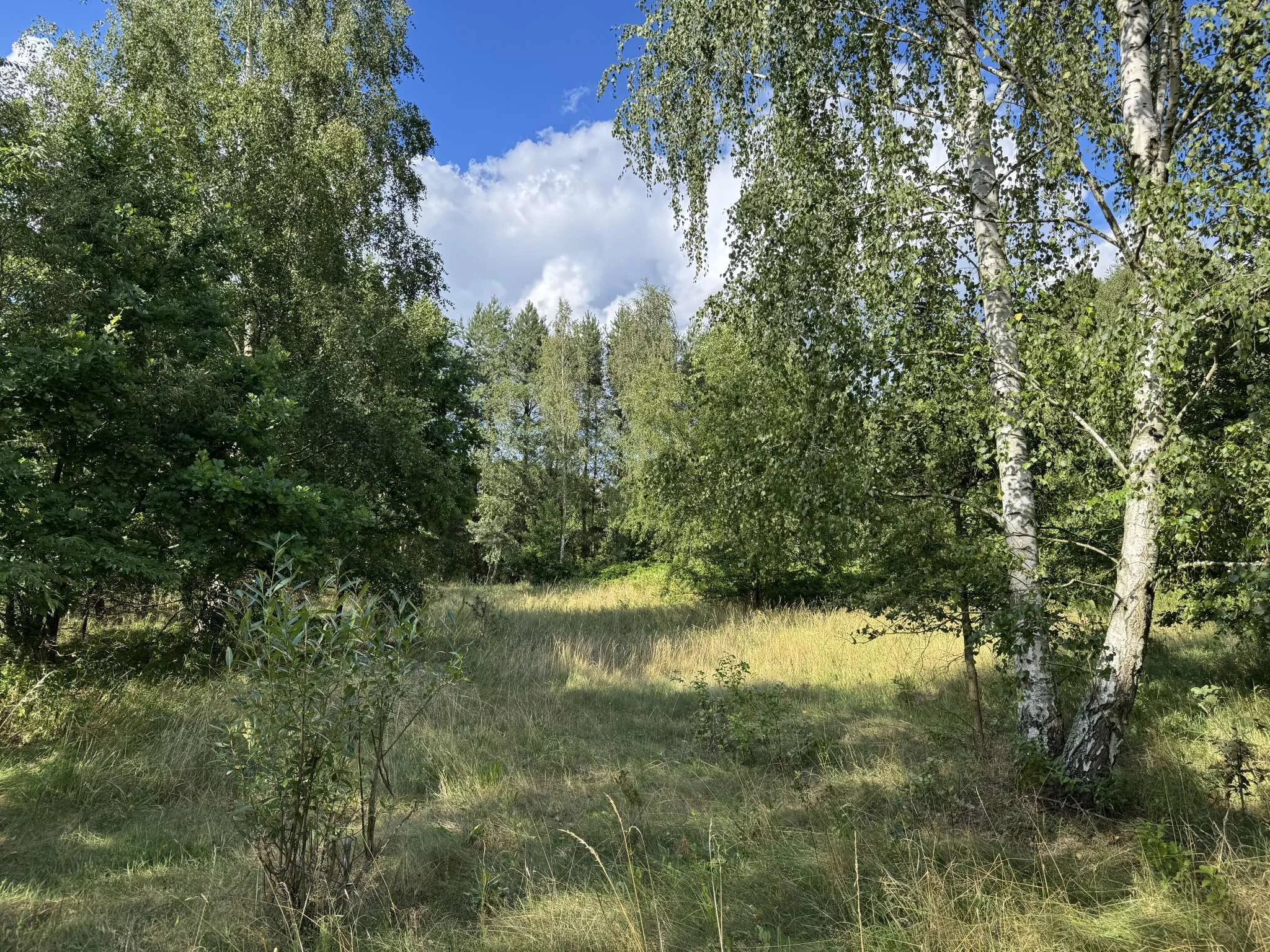 Działka 10 762,00 m², oferta nr , 567, Stare Budy Radziejowskie, Leśna