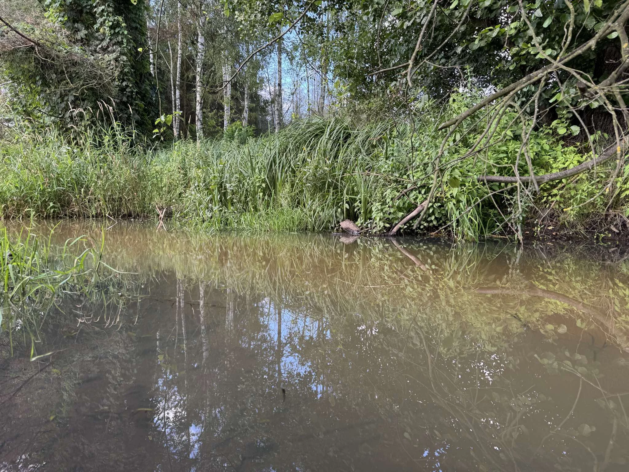 Działka 10 762,00 m², oferta nr , 567, Stare Budy Radziejowskie, Leśna