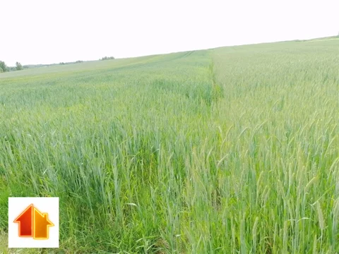 ASR-GS-48733 - zdjęcie nr 0