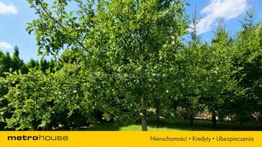 SDKASO497 - zdjęcie nr 4
